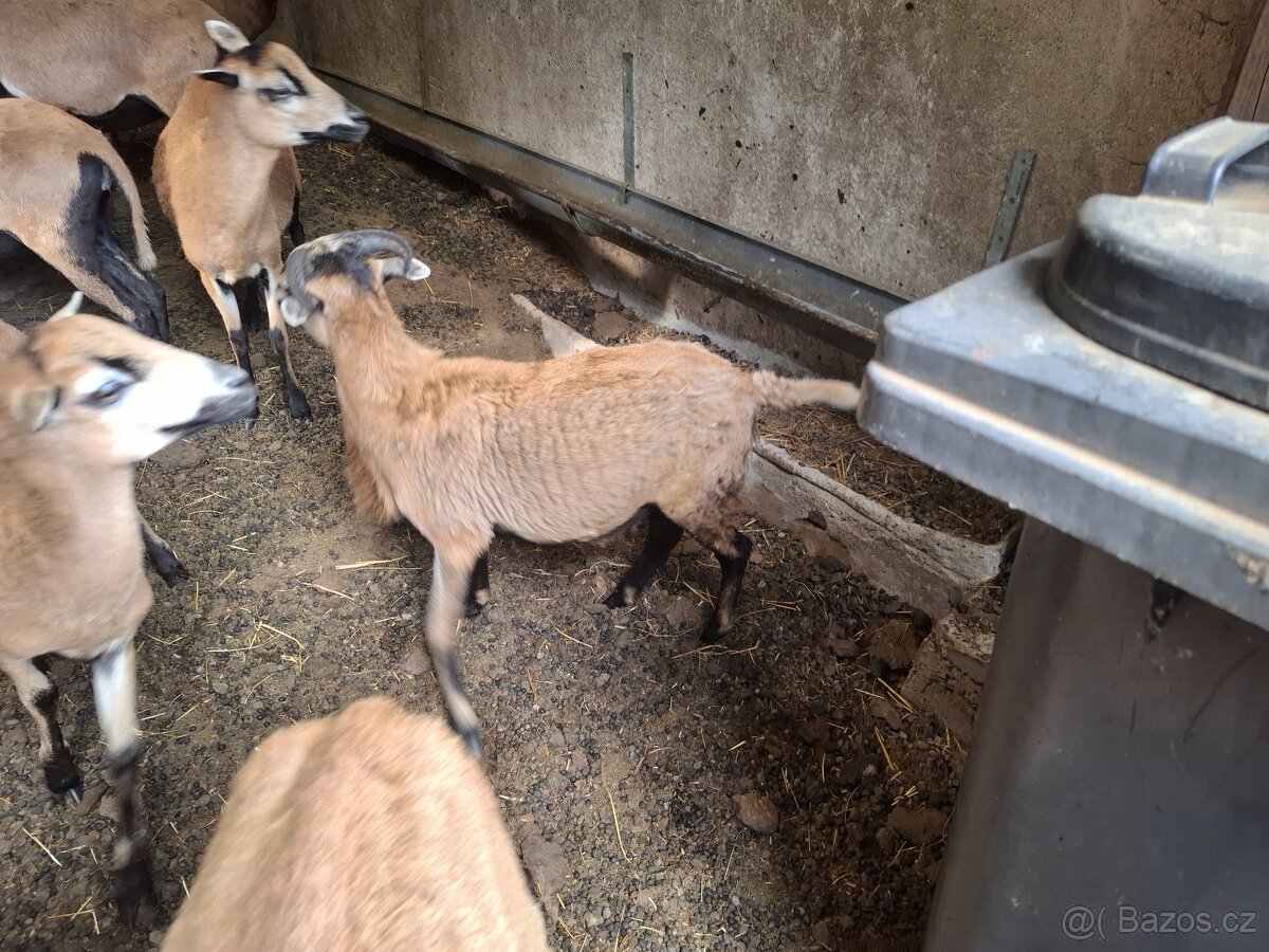 Kamerunská ovce - 3