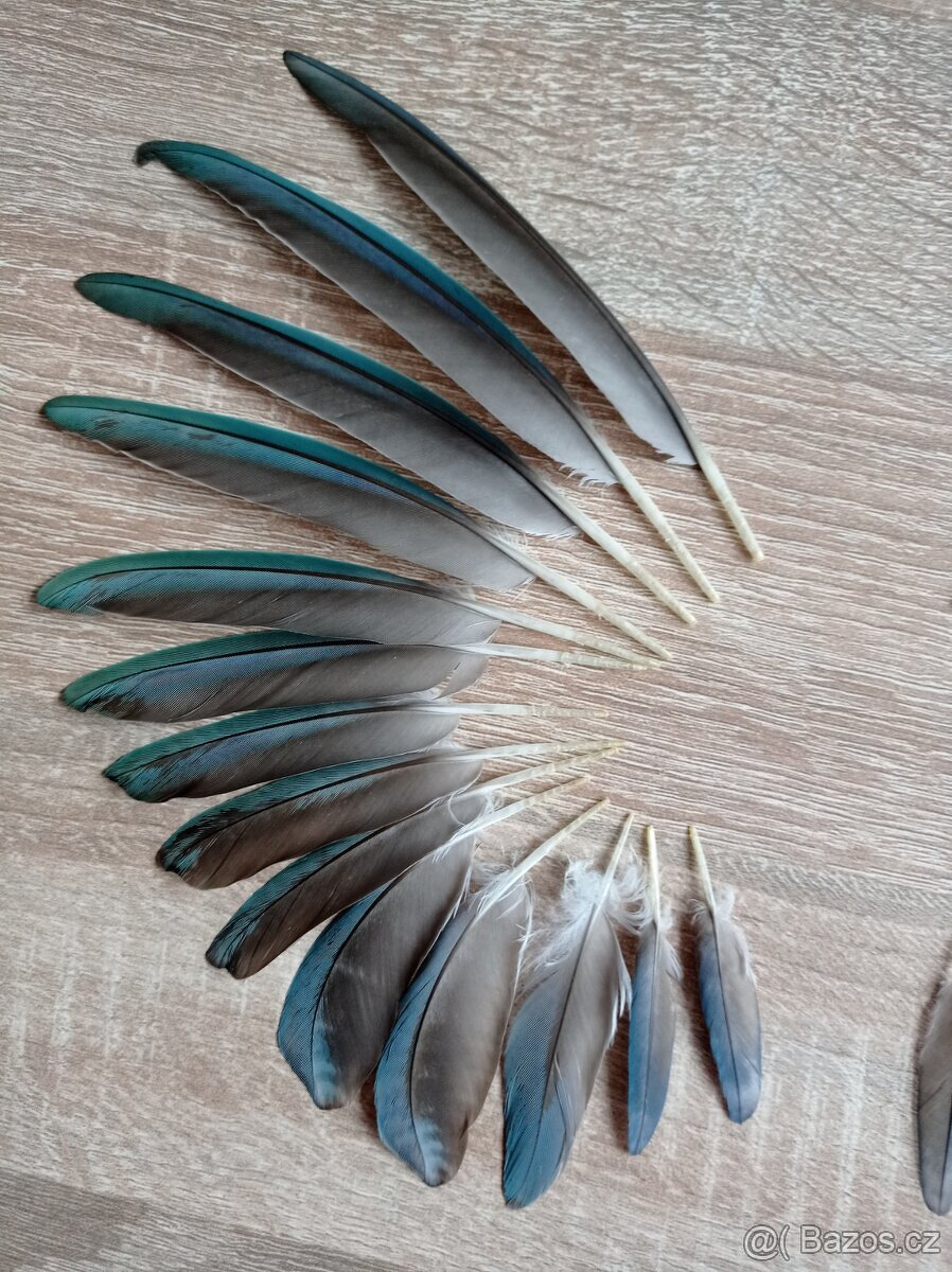 Peříčka z papouška - alexandr malý (pravé, přírodní) - 3