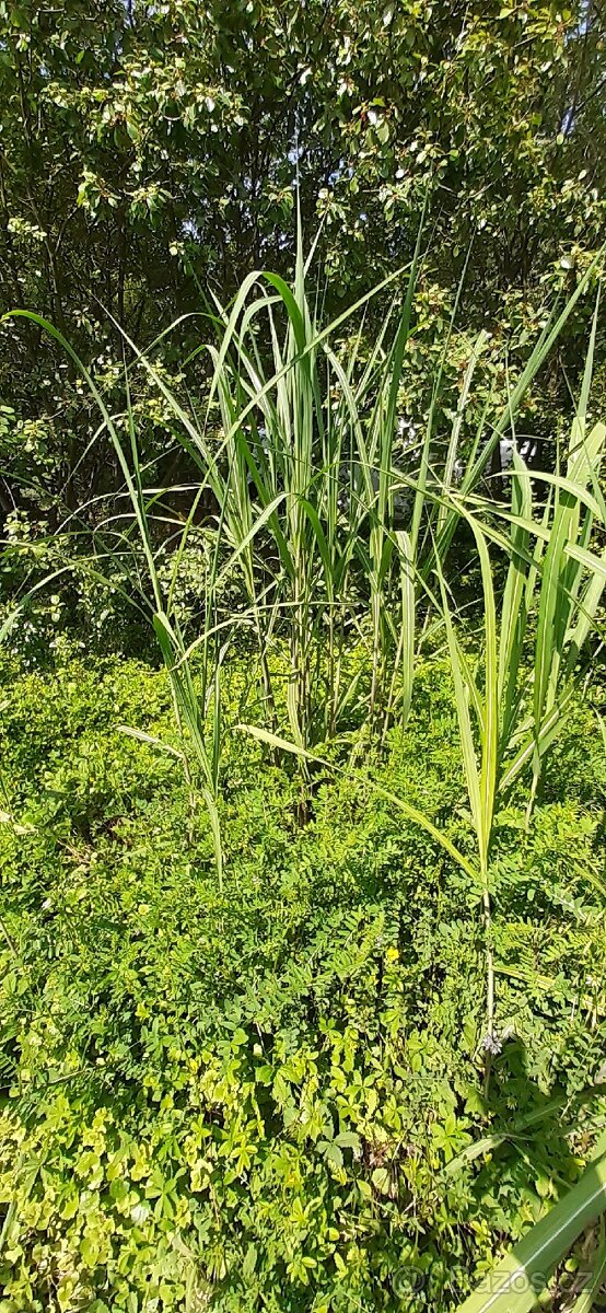 Prodám ozdobnice velká něco jako rákosí - 3