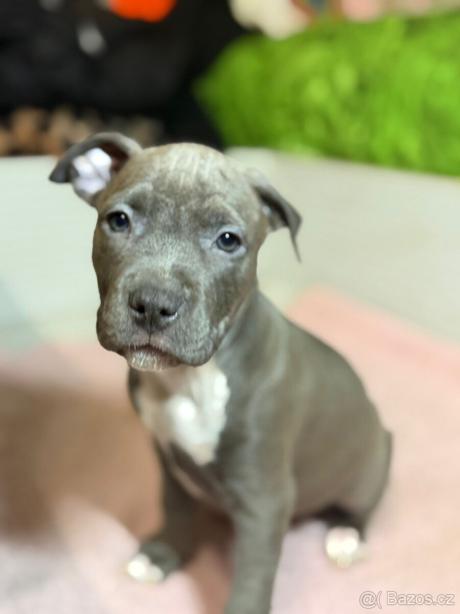 Americký stafordšírský terier - 3