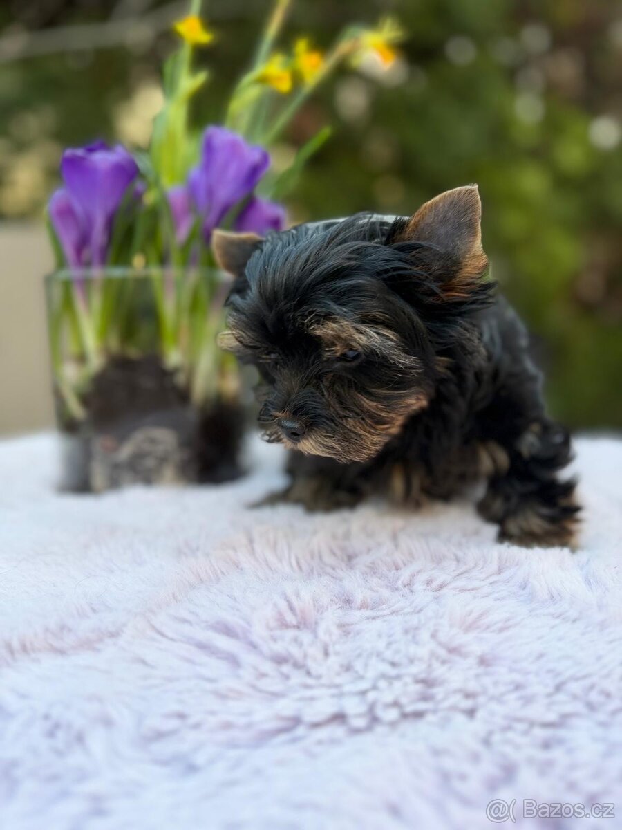 Jorkširský teriér - 3