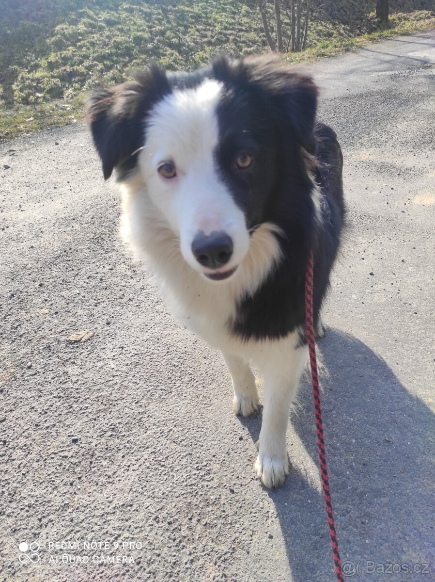 Border kolie - 3
