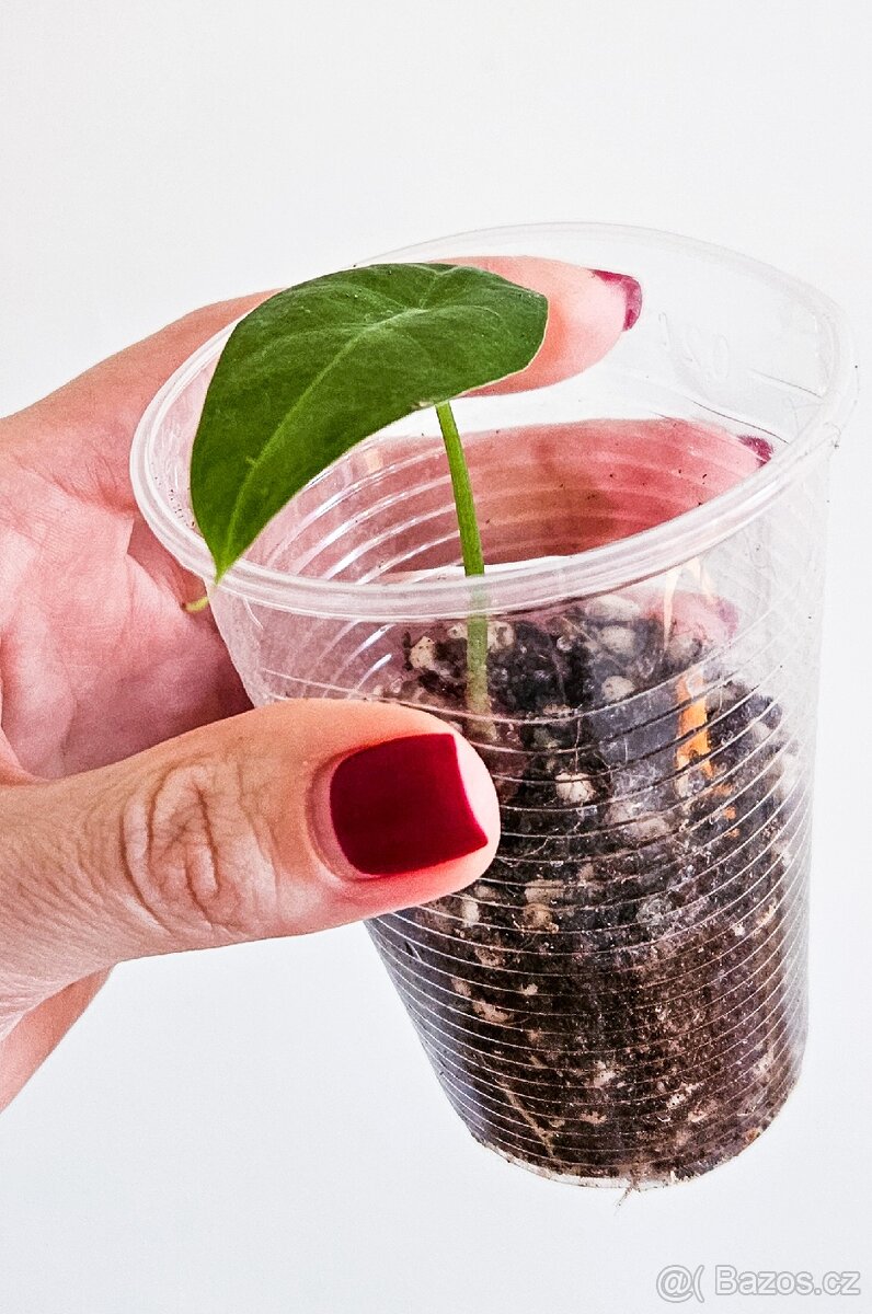 Alocasia Longiloba - 3