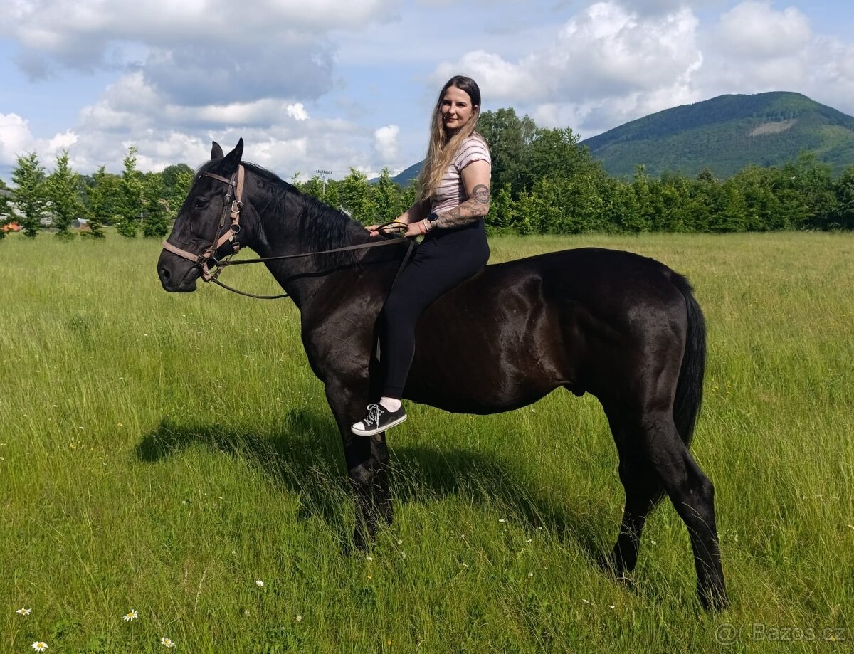 Pronájem koníka - 3