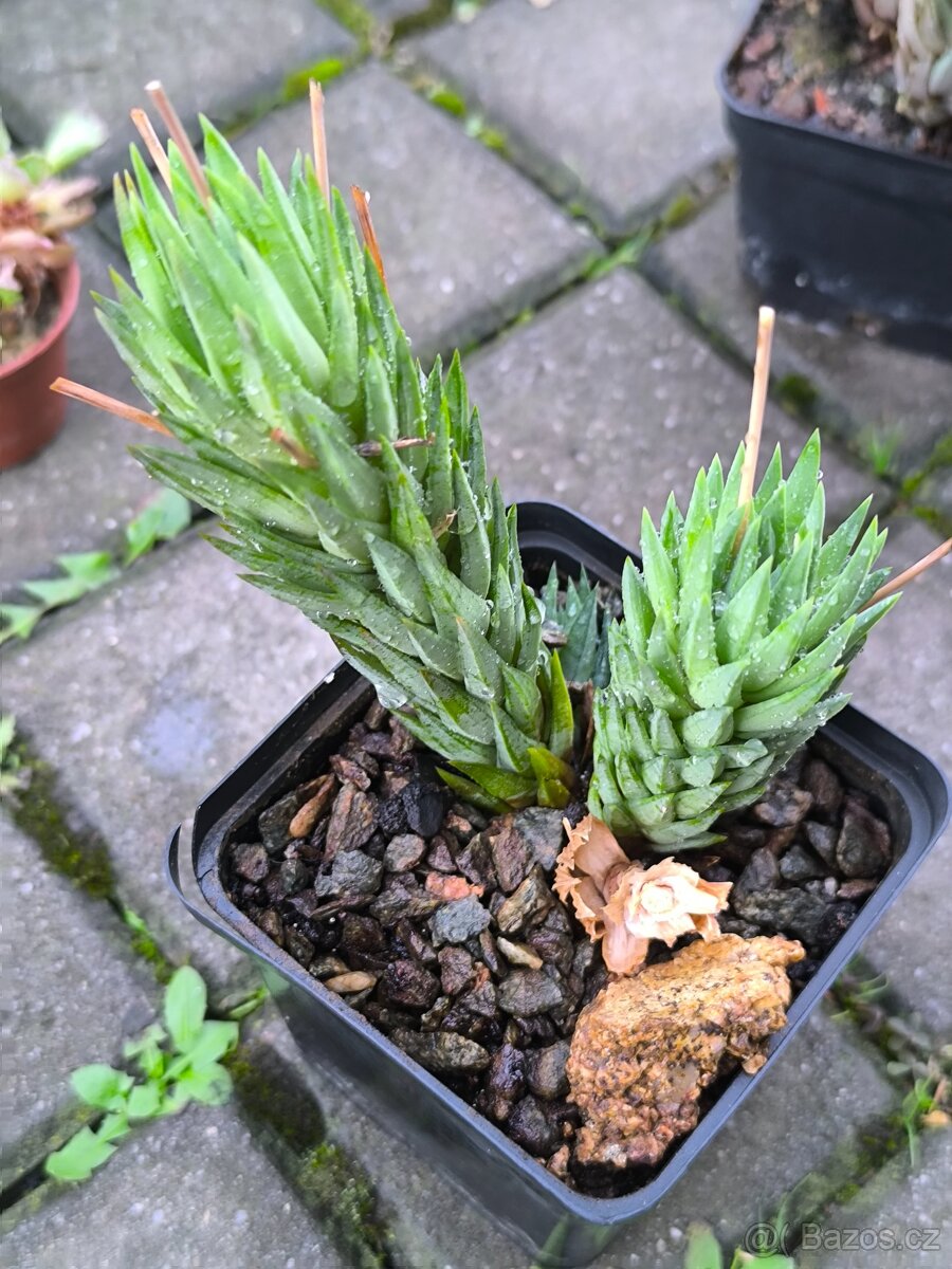 Sukulenty,kaktusy - 3