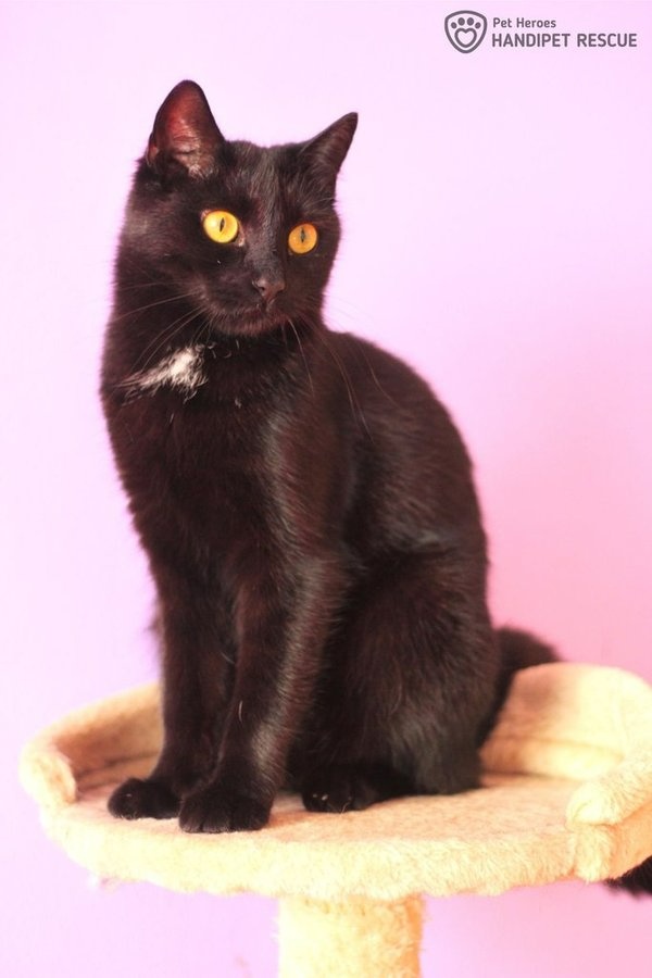 elegantní Arwen - kočka k adopci - 3