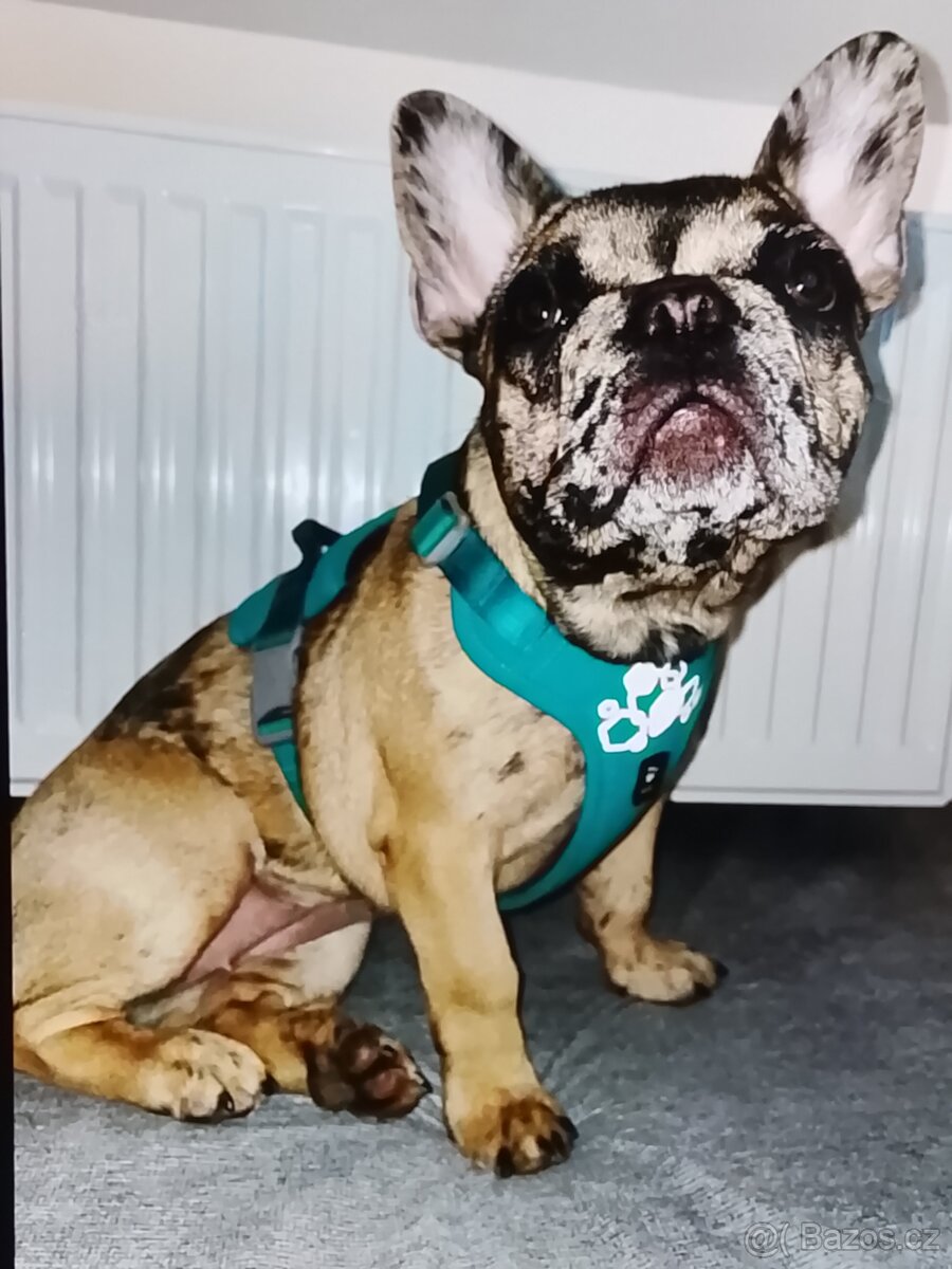 Francouzský buldoček - 3