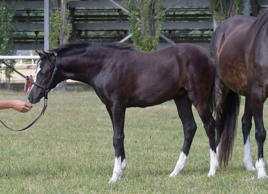 Welsh pony klisna - 3