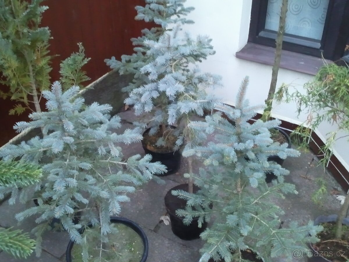 Borovice, smrčky, túje a další dřeviny - 3