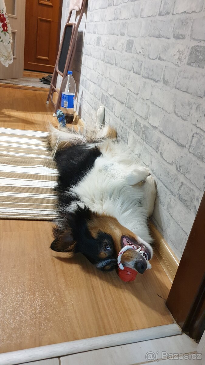 Krytí border kolie - Lanškroun - 3