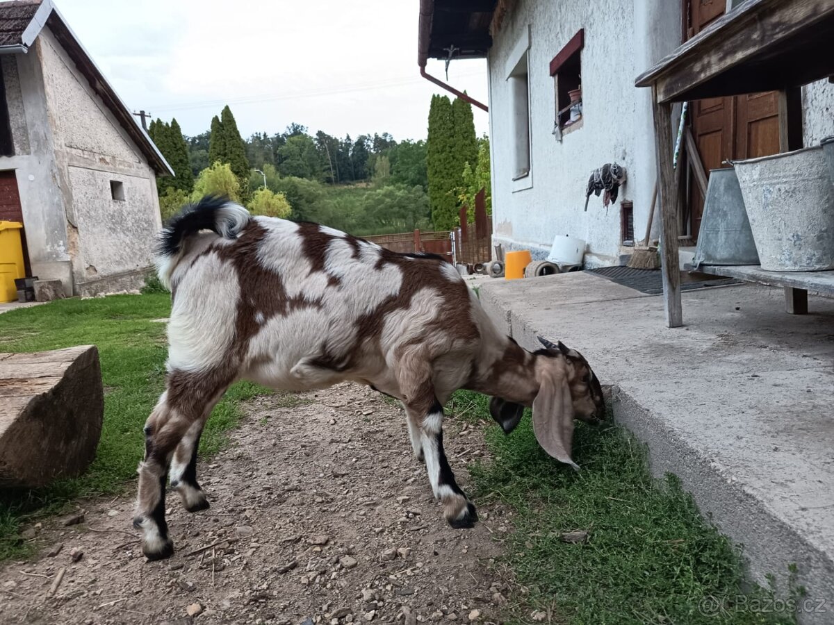 92%AN kozička - 3