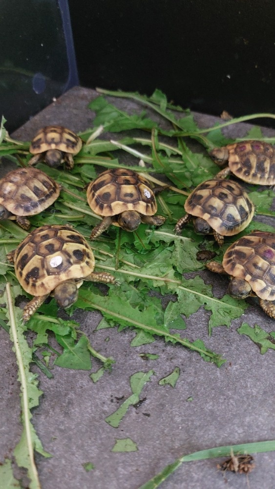Želva zelenavá - letošní mláďata s CITES - 3