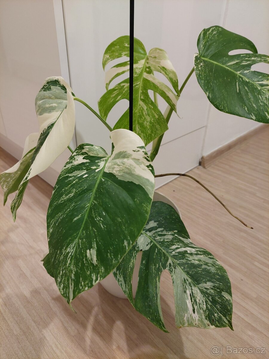 Monstera albo variegata - 3