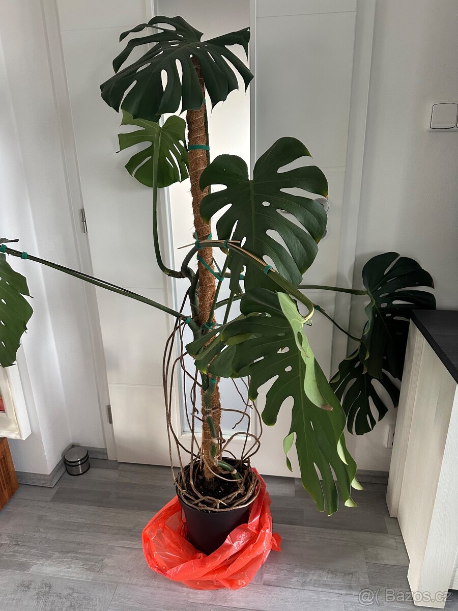 Monstera - 3