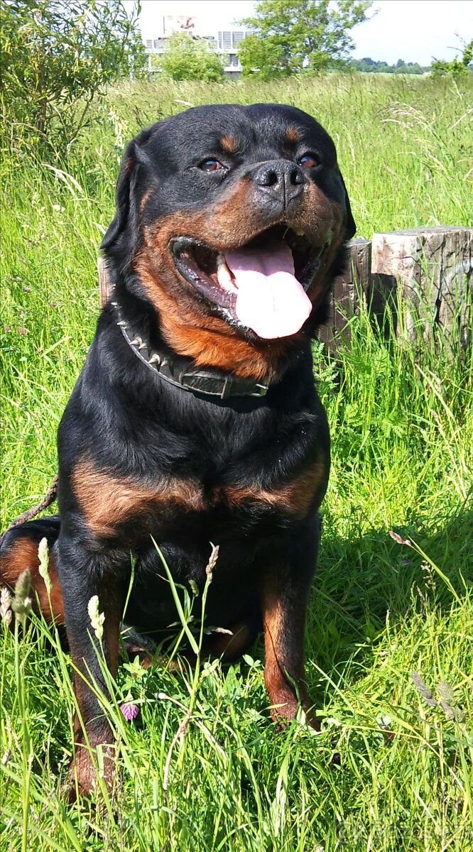 Krytí rotvajler, RTW, rottweiler s PP - 3