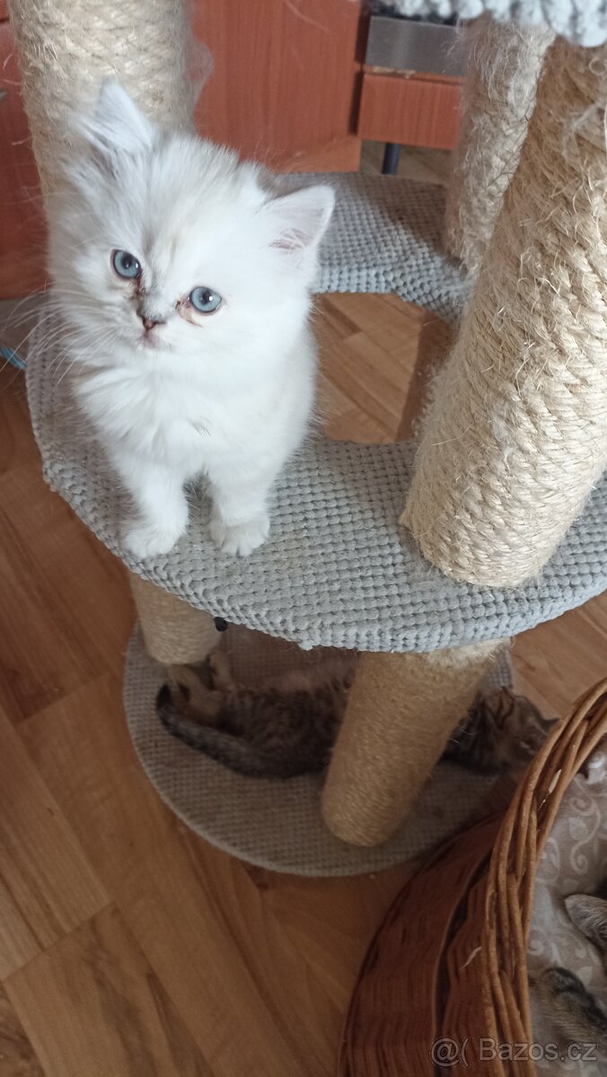 Britský kocourek s PP - 3