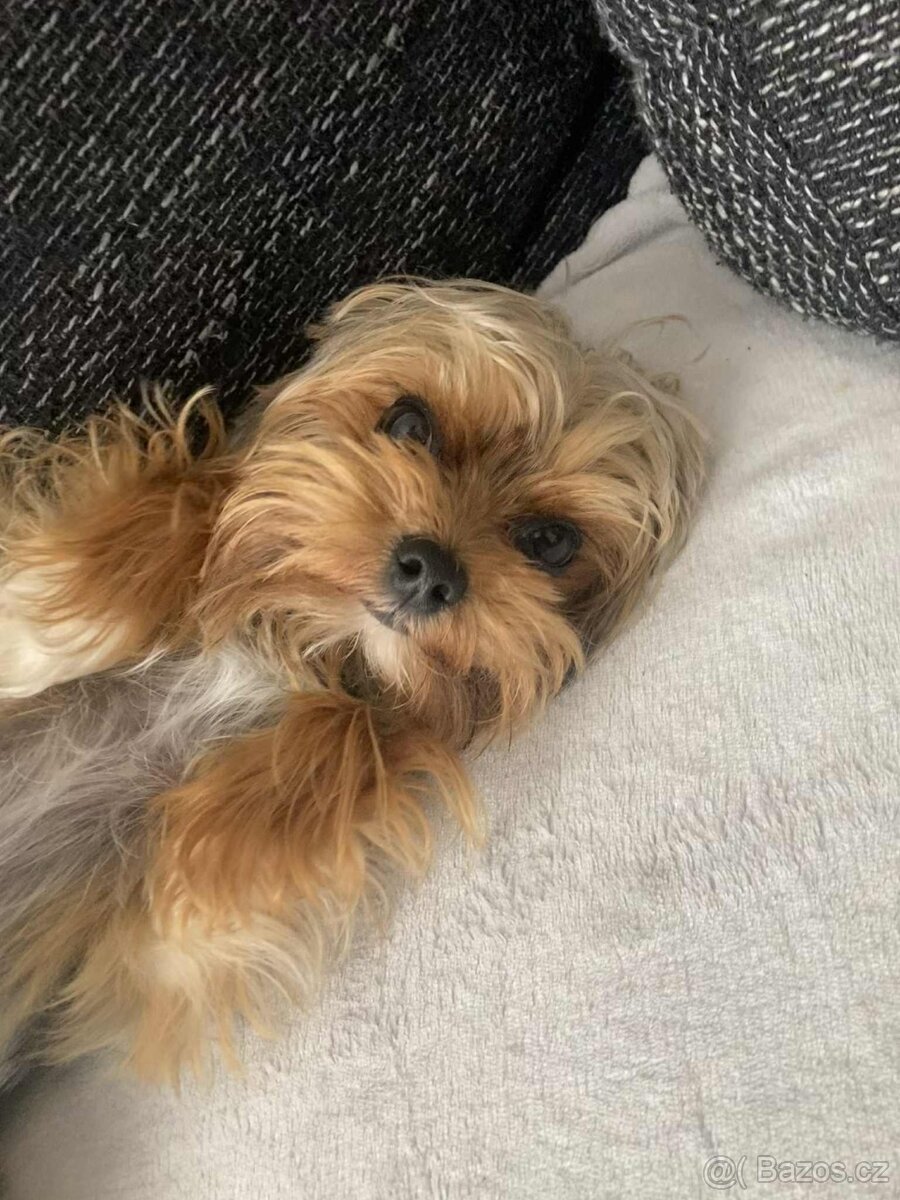 Jorkšírský teriér - 3