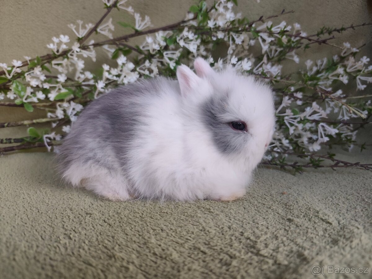 Nádherná Teddy samička s VP - 3