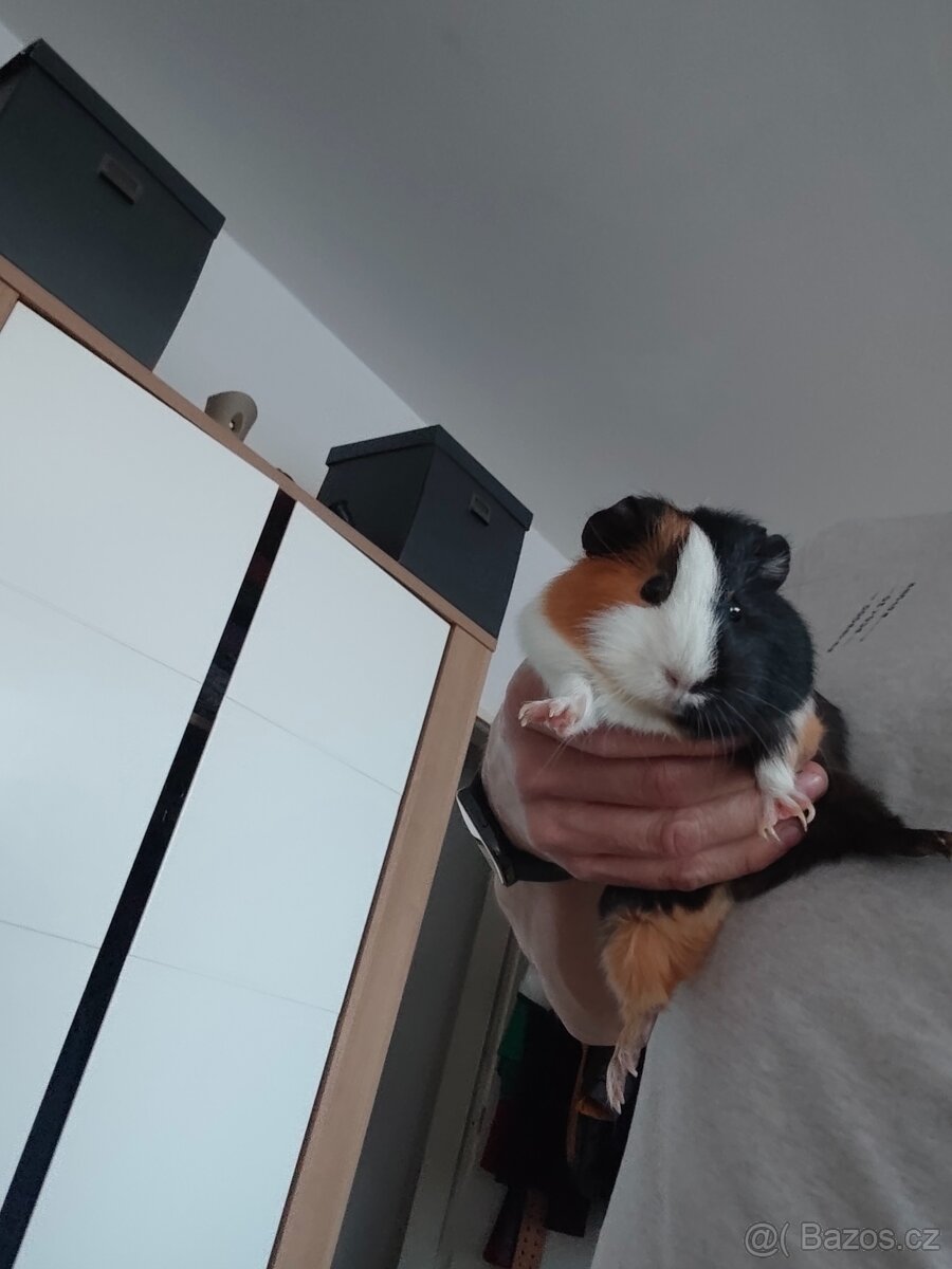 Daruji morčata do dobrých rukou - 3