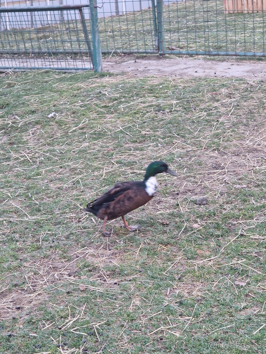 Indický běžec - 3