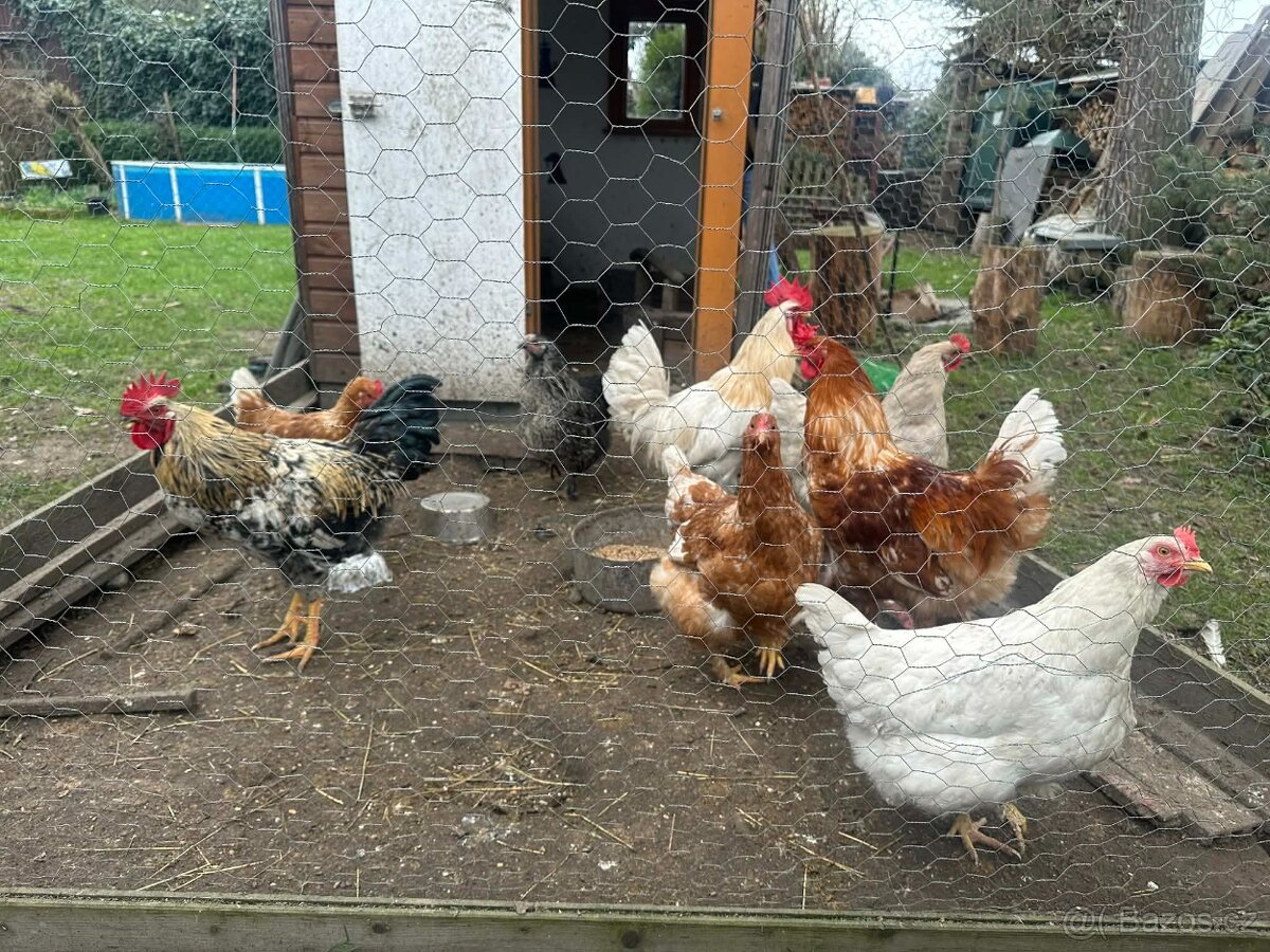 Prodám 3 kohouty - 3