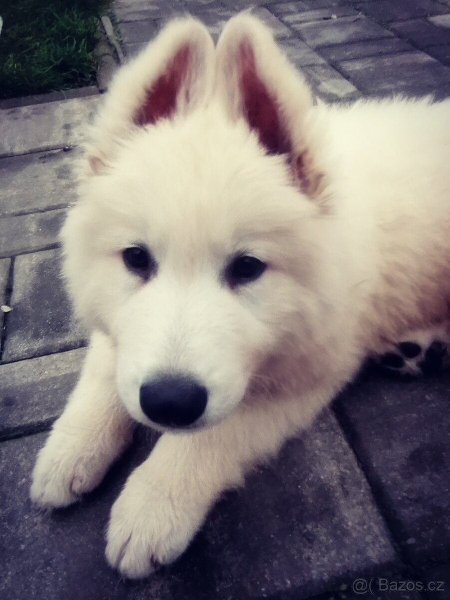 Biely švajčiarsky ovčiak, 10týždňov, BŠO, POSLEDNÝ PSÍK - 3