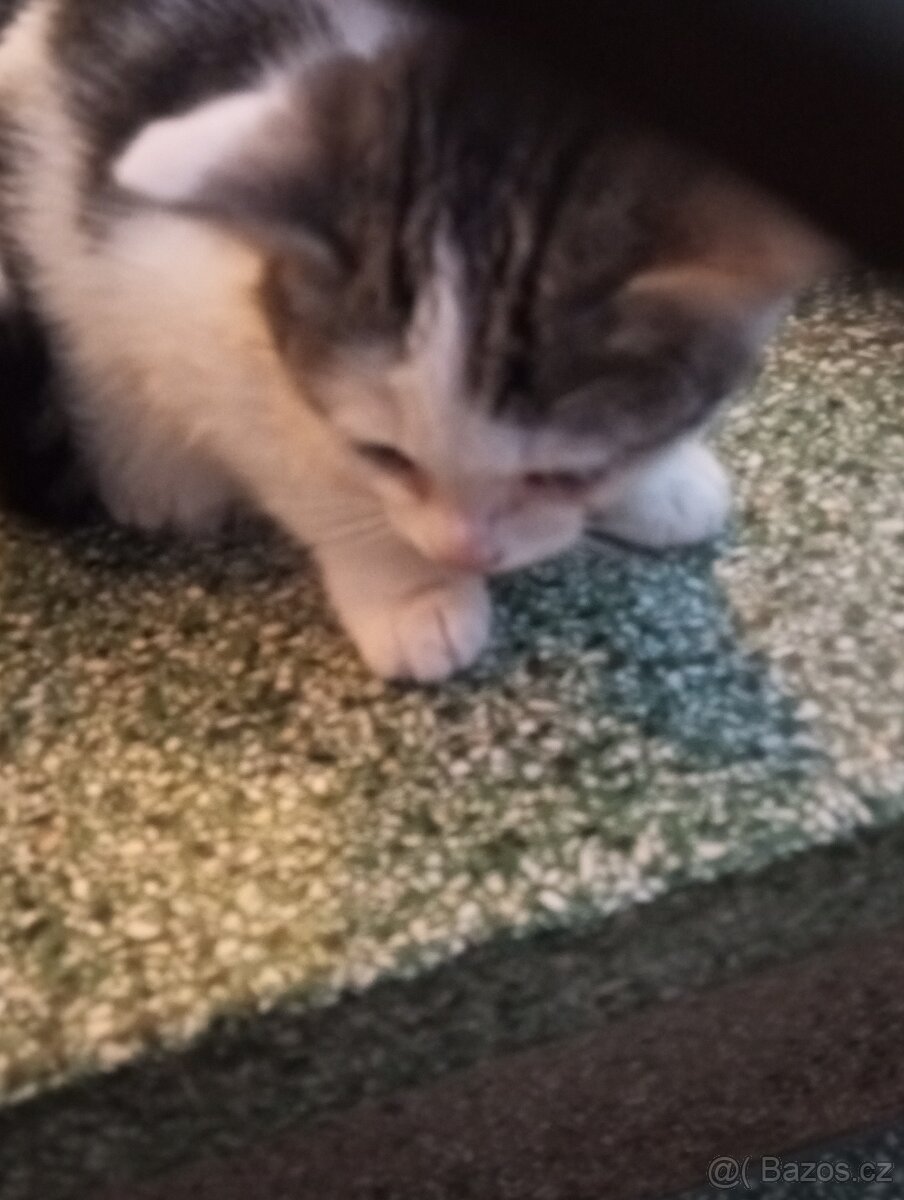 Krásná koťátka - 3