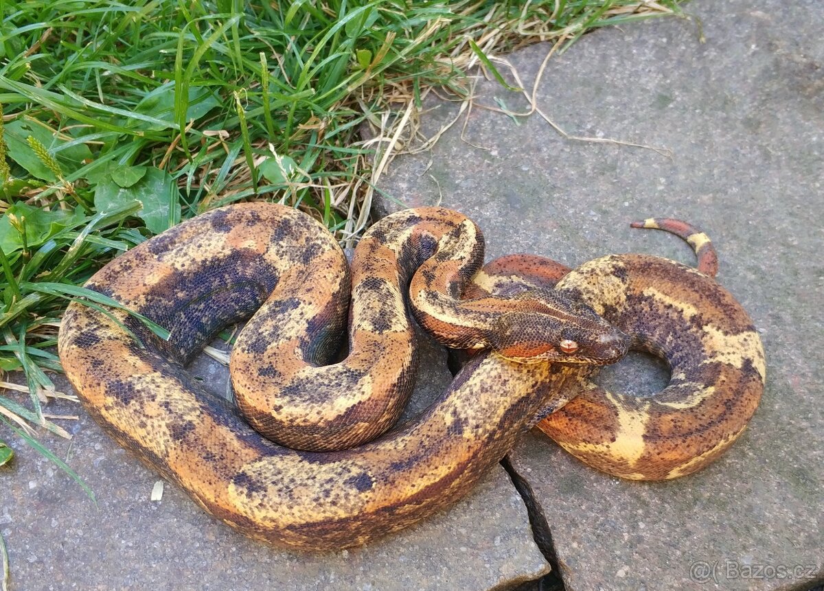Boa imperator- IMG Aztec, IMG VPI Sunglow, VPI Sunglow Aztec - 3