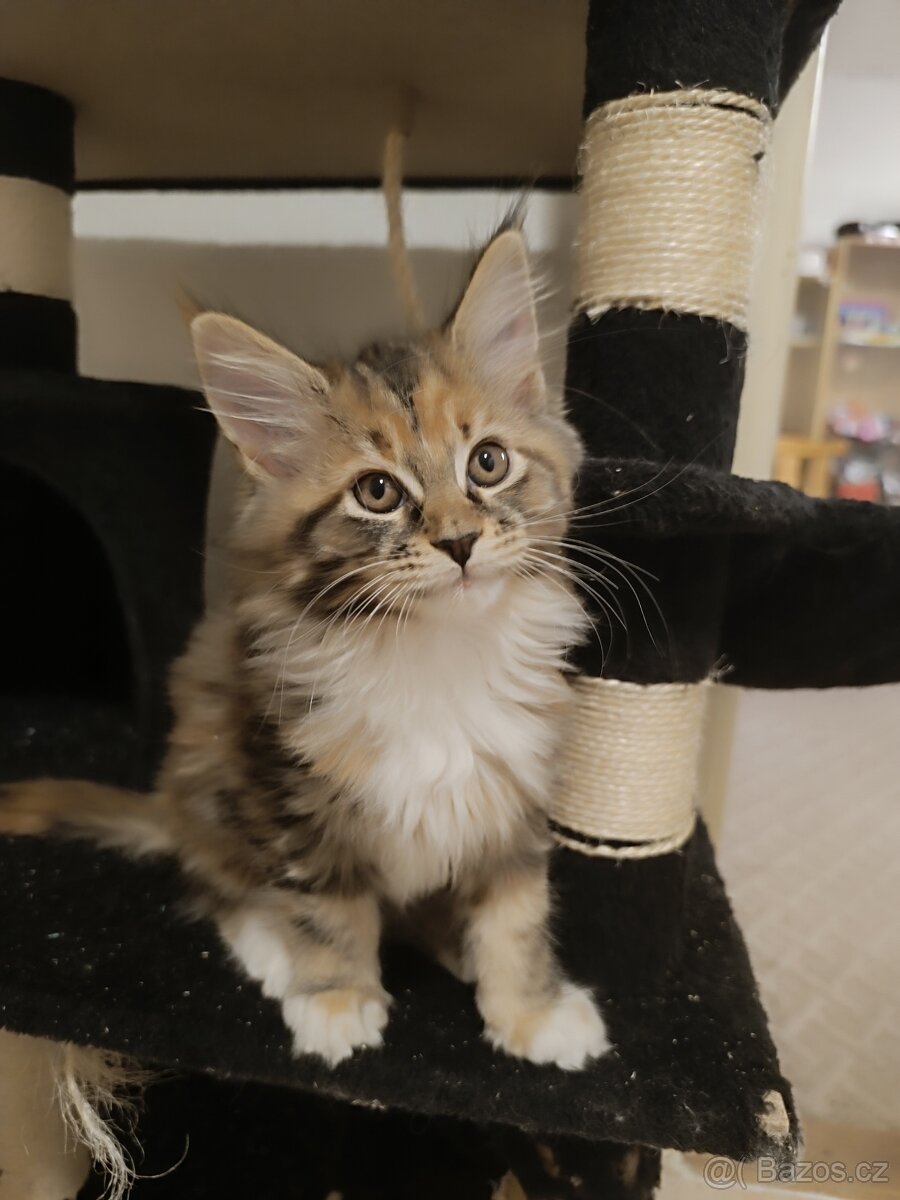 Koťátko - 3