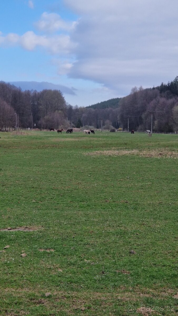 Nabízím ustájení - 3