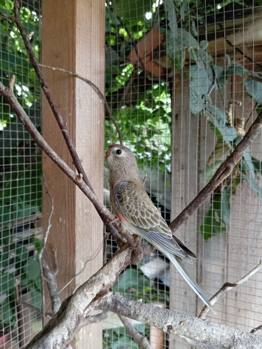 Loňské neofémy - 3