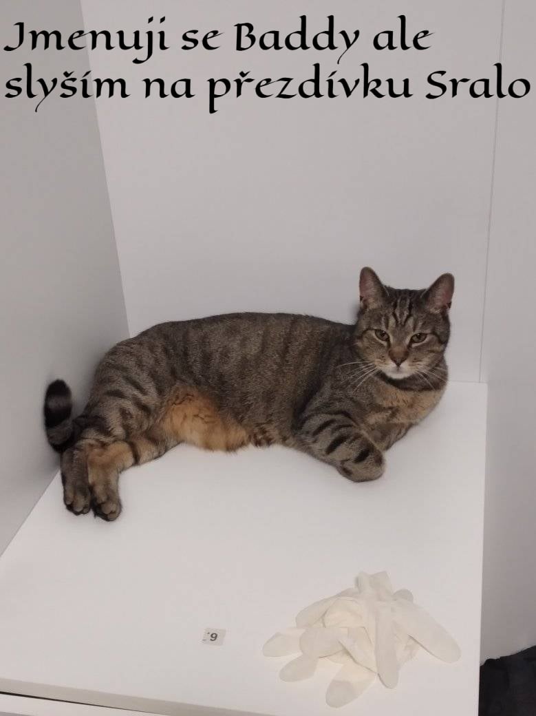 Hledám svoje tři kocoury - 3