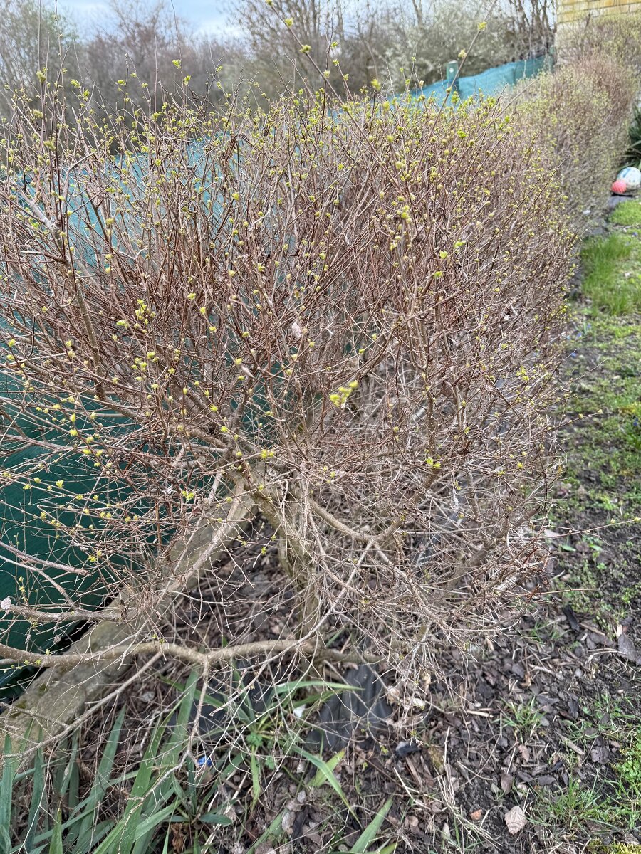 Jilm sibiřský, kouzelný plot - 3