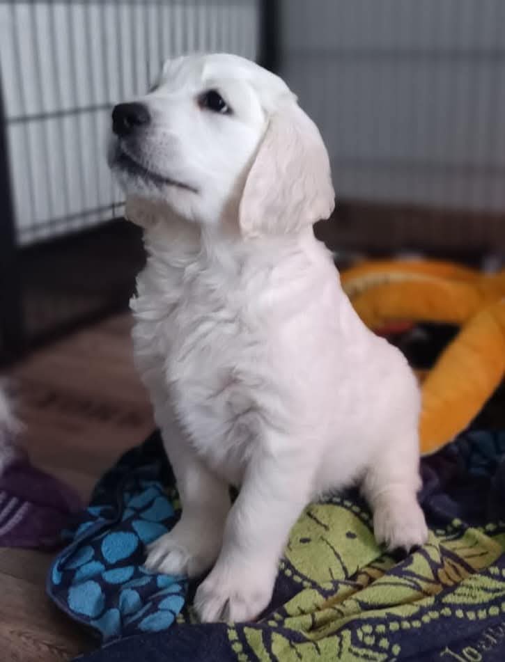 Štěňata zlatého retrívra - 3