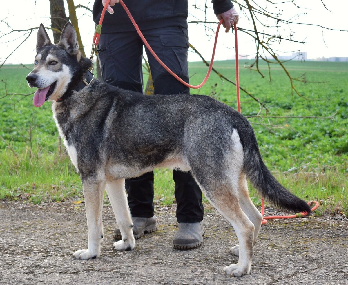 🐾 Rony – oddaný pejsek, který by pro svého člověka snesl i - 3