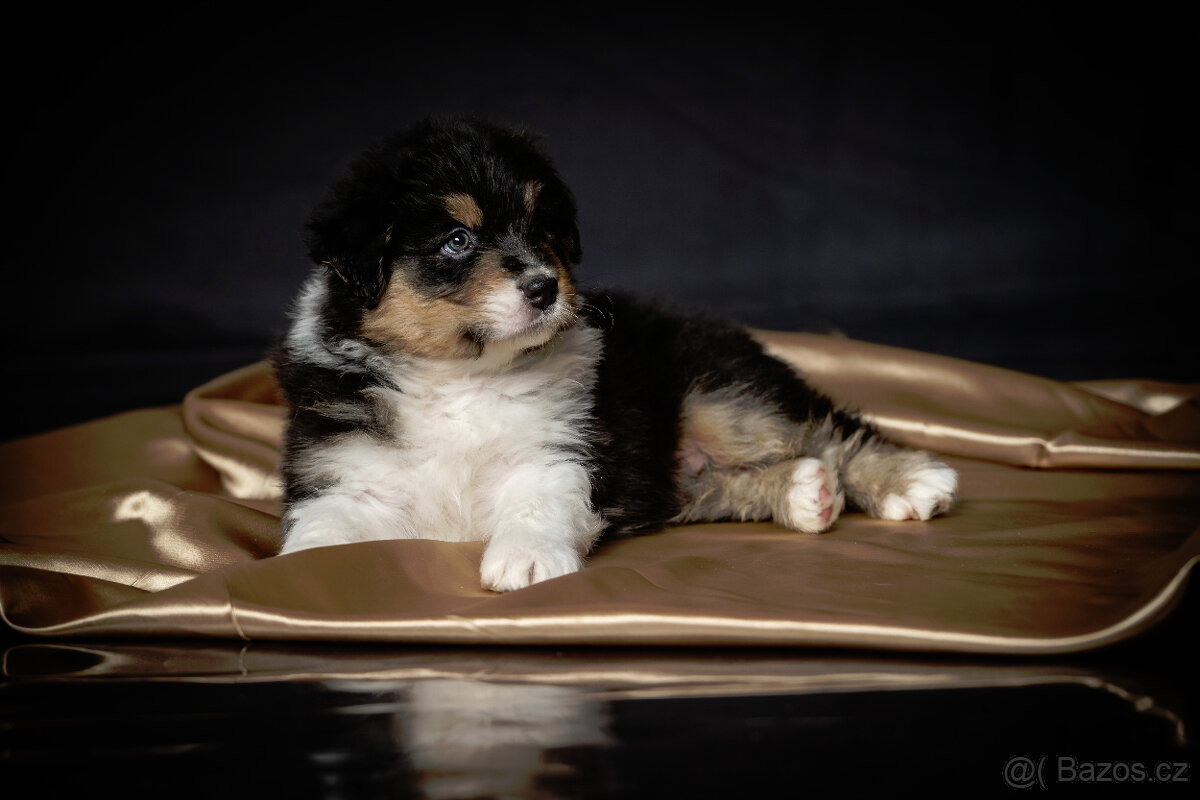 australský ovčák s pp - 3