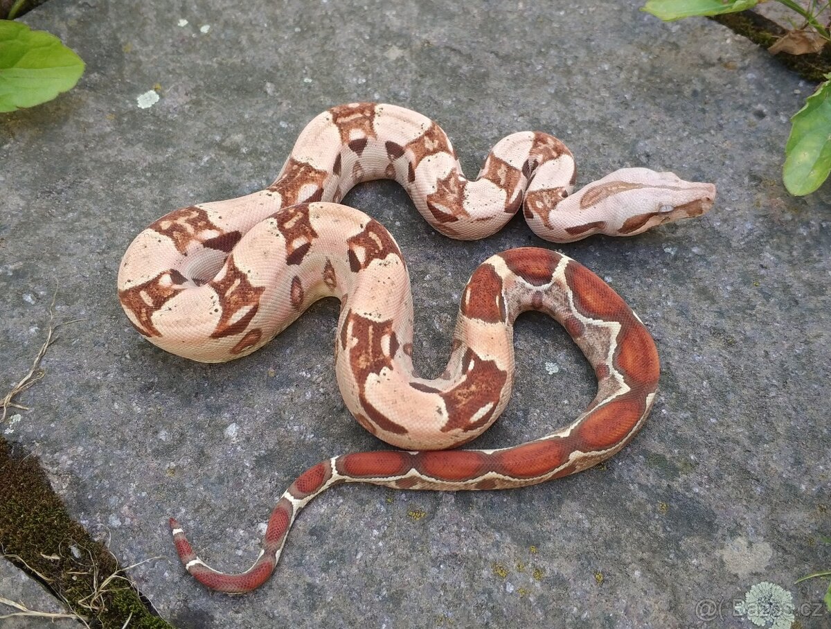 Boa imperator - VPI T+ Albino het Blood, Normal DH VPI Blood - 3