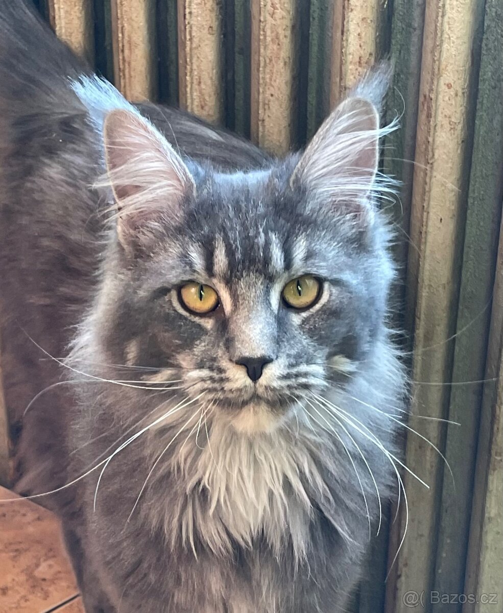 Mainská mývalí s pp - 3