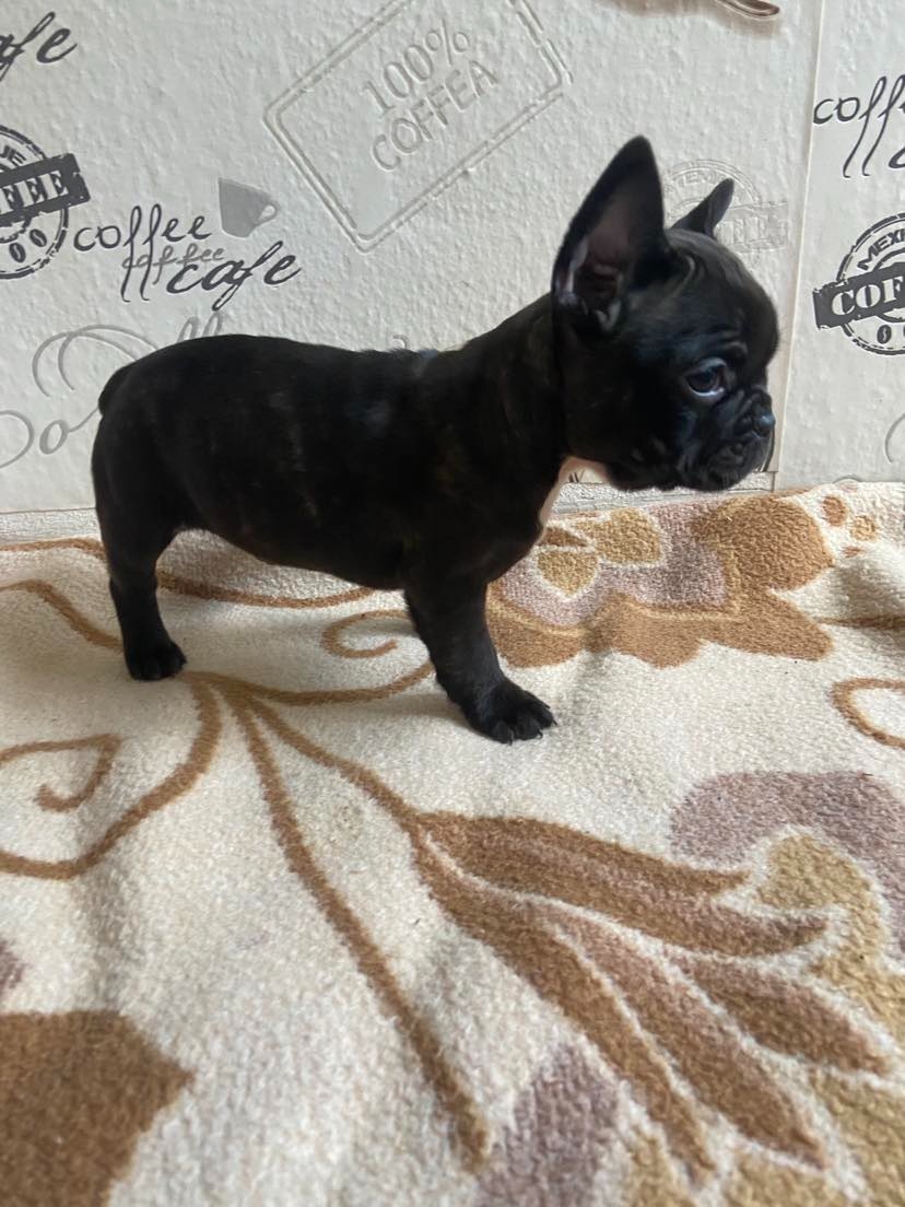 Francouzský buldoček - 3