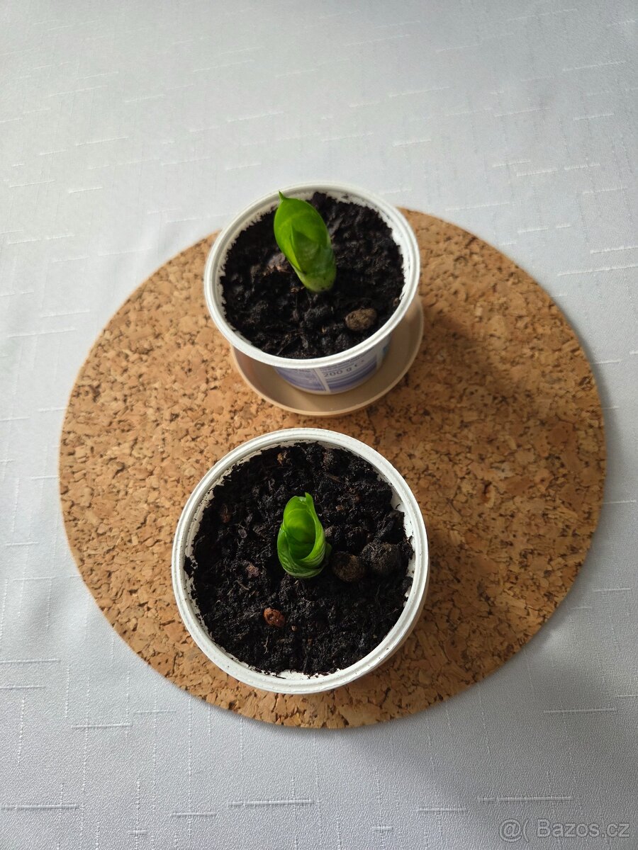 Tchýnin jazyk - kornoutek - 3