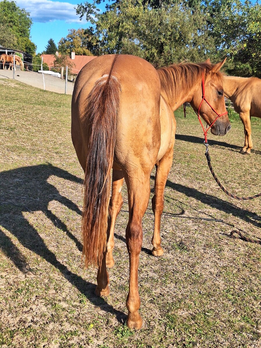Kobylka AQH, QH, 1,5roční - USA papíry - 3