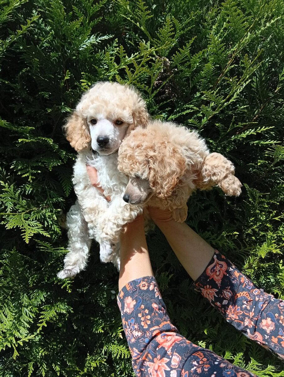 Trpasličí pudl - 3