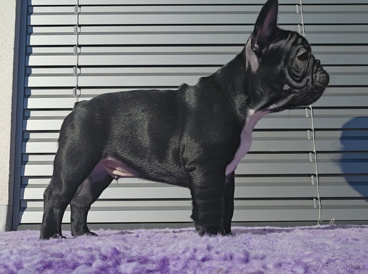 Francouzský buldoček s PP ,FCI - 3
