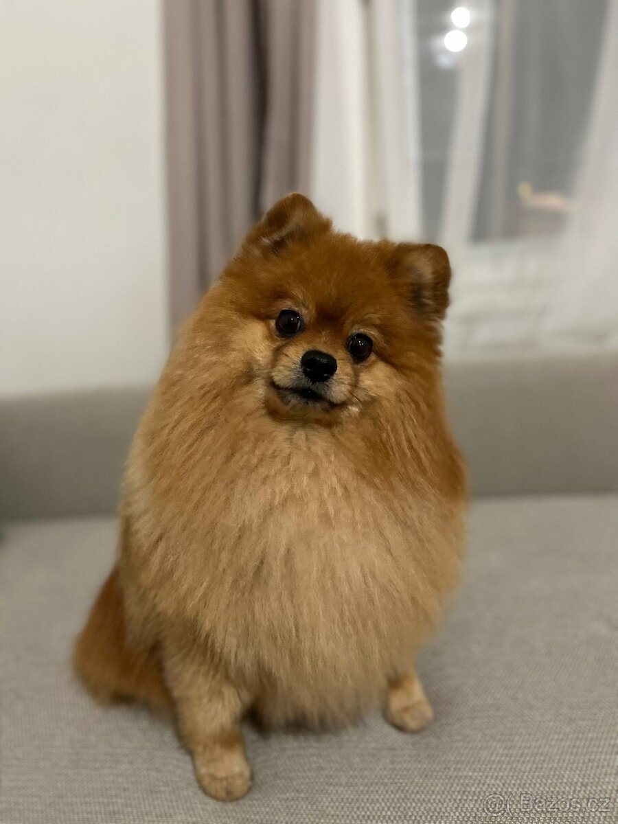 Německý špic ke krytí s PP - 3