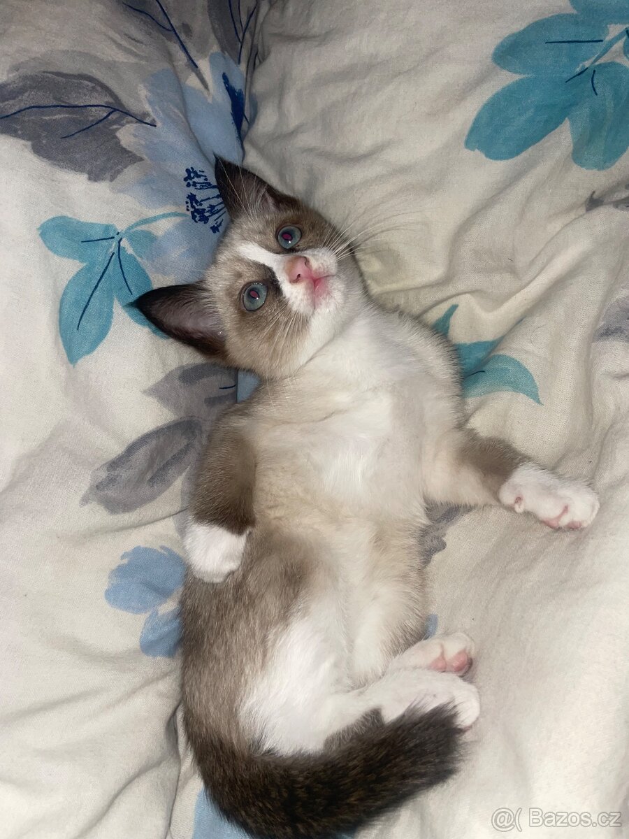 Thajsko-siamské kotě k prodeji. - 3