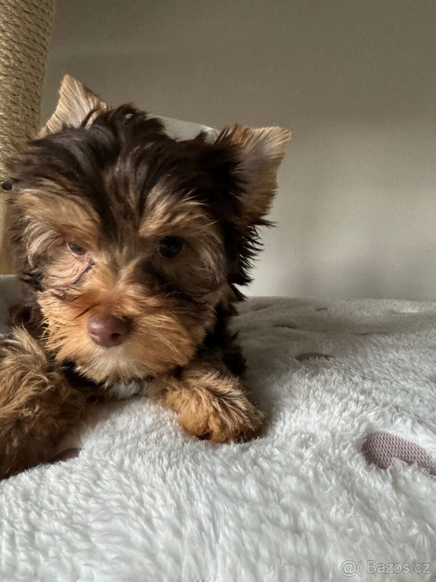 Jorkširský teriér - 3