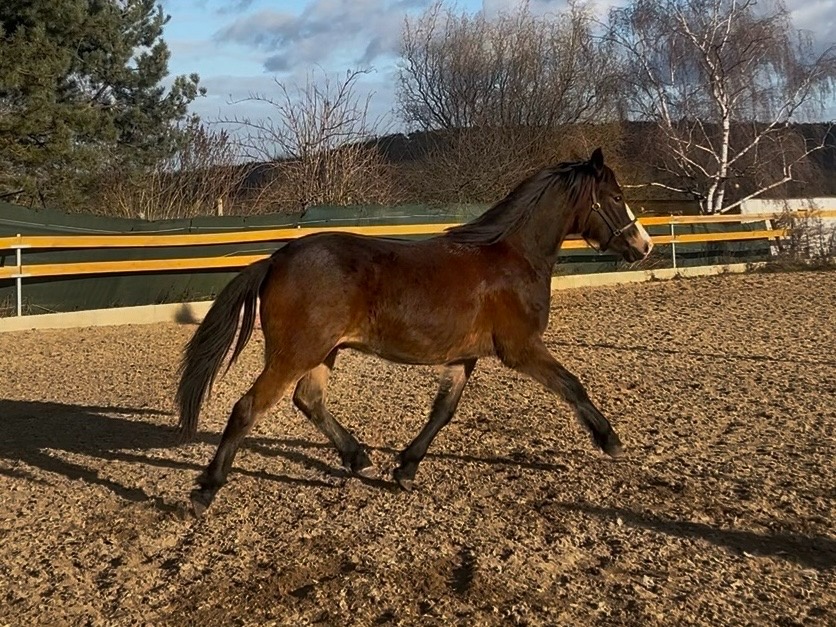 Urostlý téměř dvouletý valach - 3