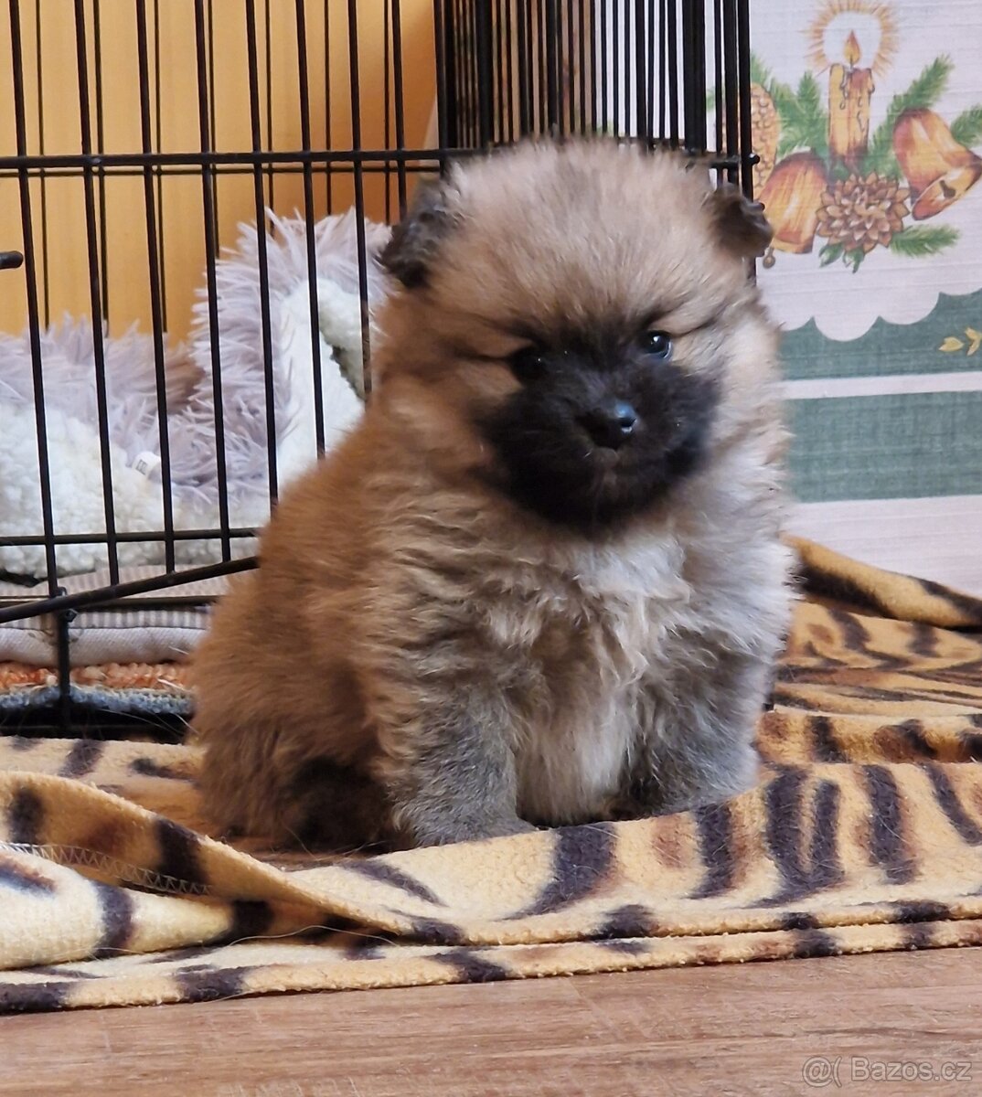 Německý špic malý s PP - 3