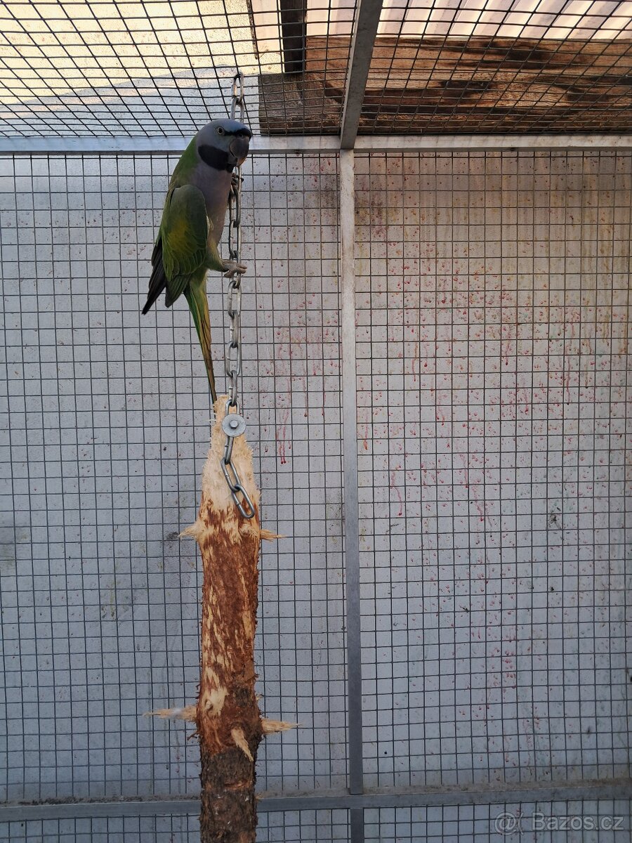 Alexandr čínský - 3