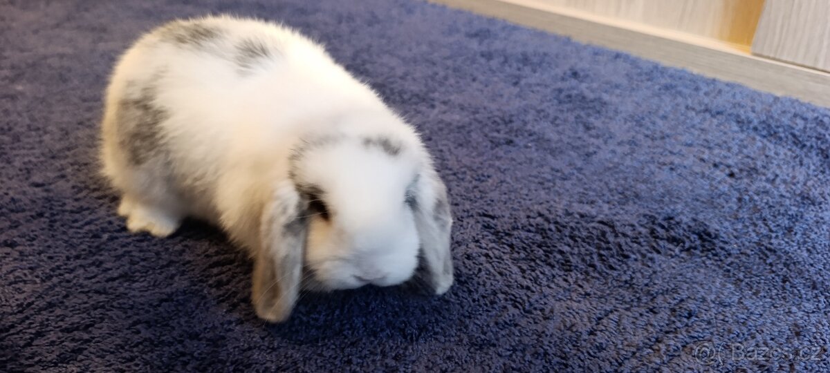 Zakrslý beránek - 3